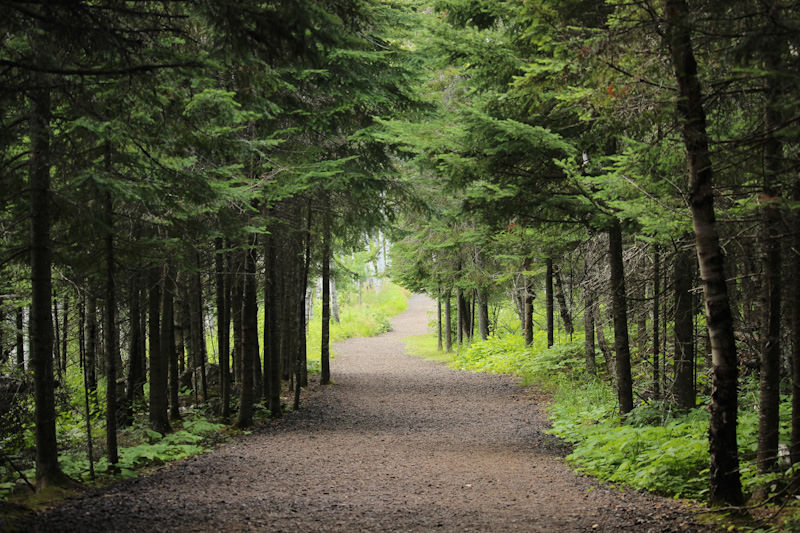 Voiries forestières